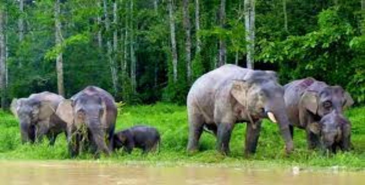MP Forest News : बाघों के बाद बढ़ेगी हाथियों की संख्या, असम से लाए जाएंगे 15 हाथी, जल्द राज्य का दौरा करेंगे दल
