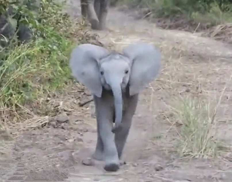 Video : लोगों ने हाथी के बच्चे के साथ की शरारत, इस तरह मिला जवाब