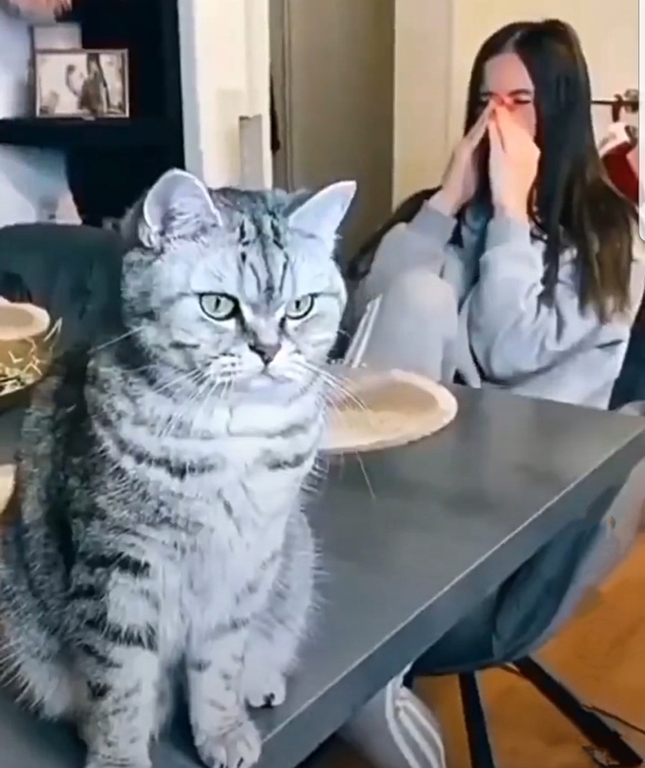 Video : कोरोना के डर से बिल्ली ने पहना मास्क, मज़ेदार वीडियो