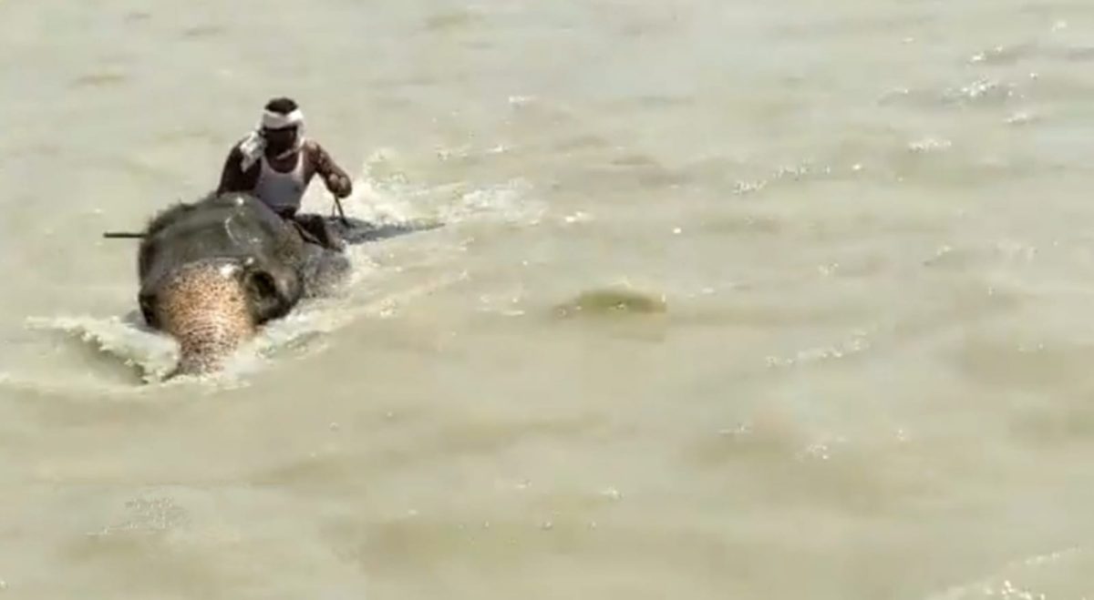 Video : उफनती गंगा नदी में फंसे हाथी और महावत, हाथी ने इस तरह बचाई जान