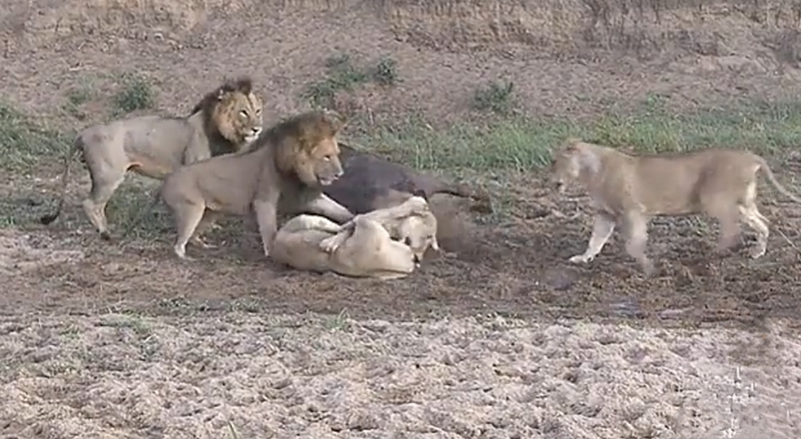 Video : शेरों की लड़ाई में बची भैंसे की जान, वाइल्ड लाइफ वीडियो