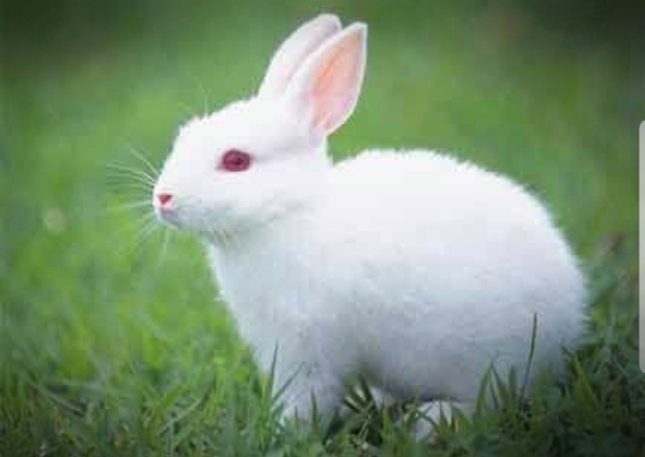 Video : खरगोश ने दी बड़ी सीख, यूं ही चलने से नहीं मिलती मंजिल