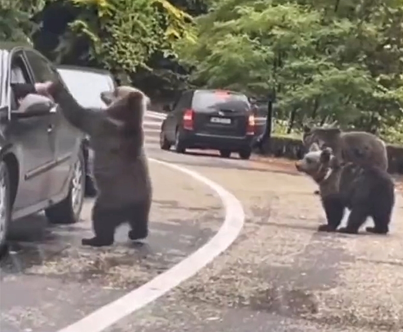 जब जंगली भालू ने किया एक शख्स के साथ high five, अनोखा video