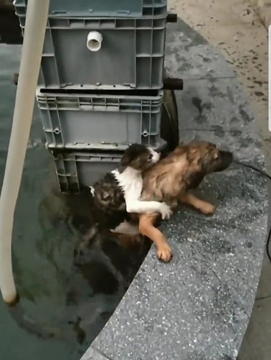 Video : कुत्ते ने अपनी जान पर खेलकर बचाया बिल्ली का जीवन