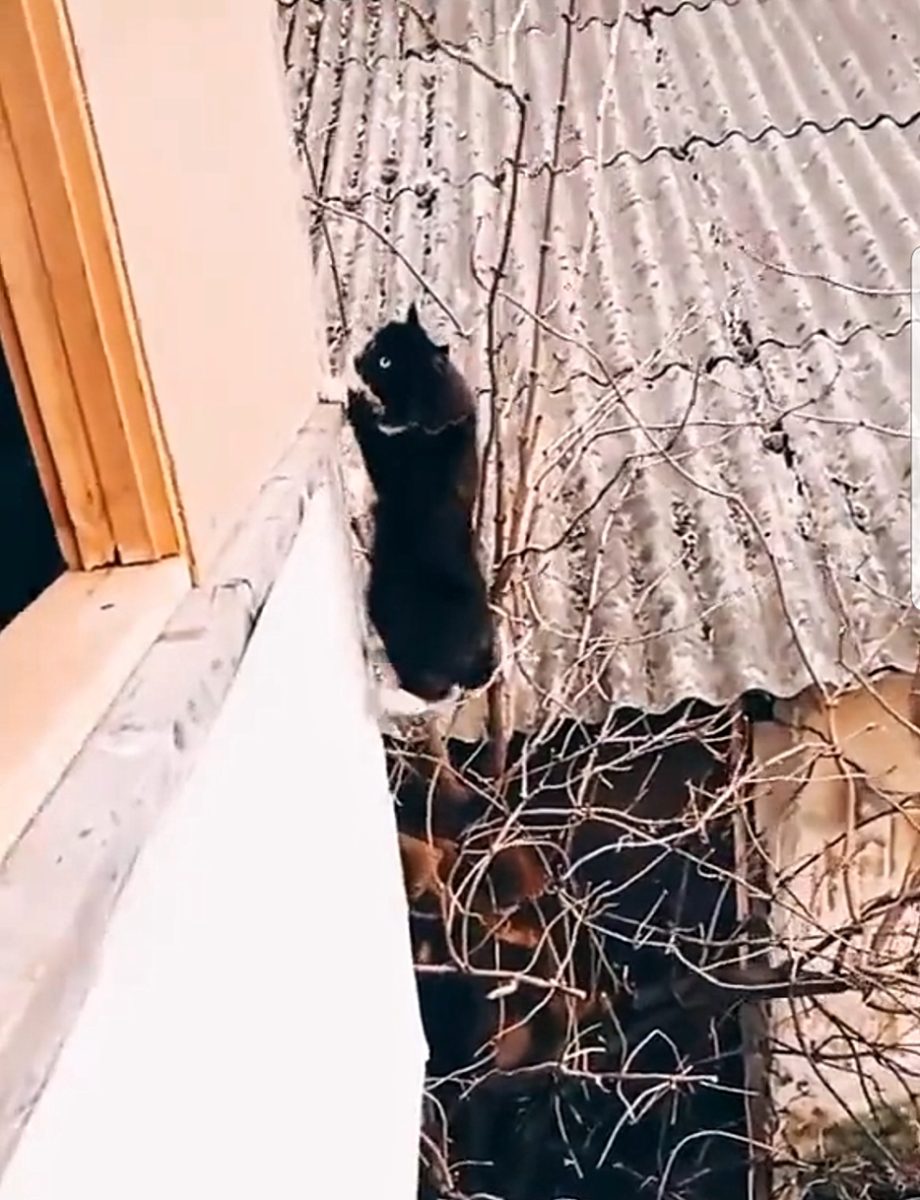 Video : खतरों की खिलाड़ी बिल्ली, जान पर खेलकर पाई अपनी मंजिल