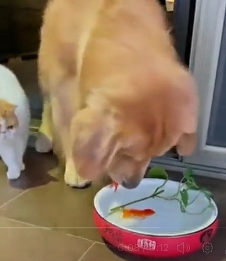 Video : बिल्ली और कुत्ते ने मिलकर बचाई गोल्डन फिश की जान, 'जानवरियत' की मिसाल