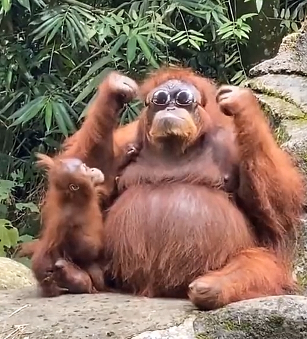 जब orangutan ने पहने सनग्लासेस, देखिये इस वानर का स्वैग