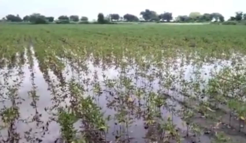 भारी बारिश से खराब हुई सोयाबीन की फसल, किसान कर रहे है मुआवजे की मांग