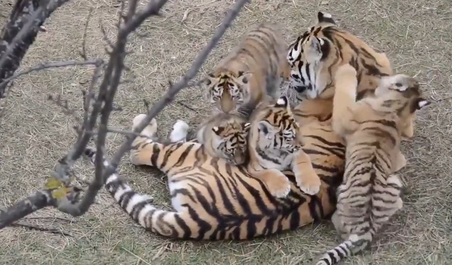 Video : 'मम्मा प्लीज हमारे साथ खेलो'..टाइगर के बच्चों ने की मनुहार
