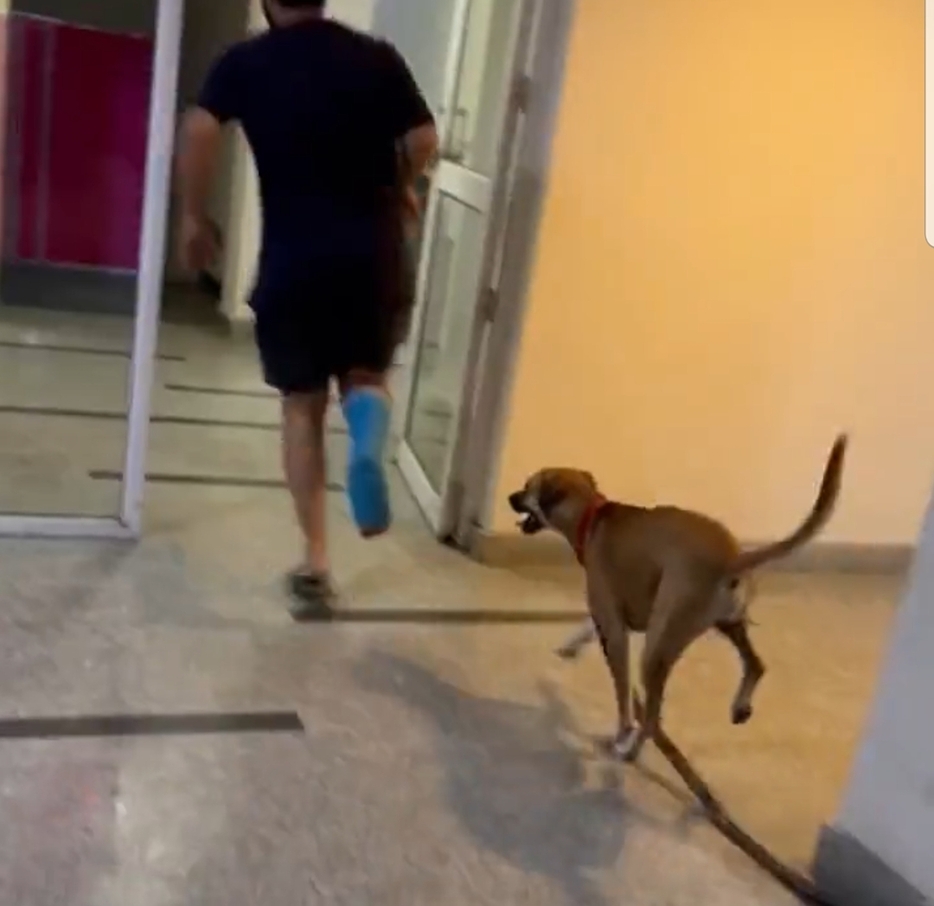 Video : अब तक आपने वफादार कुत्ता देखा होगा, आज देखिये नकलची कुत्ता