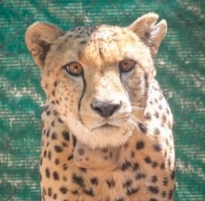 Mission Cheetah : भारत पहुंचने वाले चीतों की तस्वीर जारी, कूनो नेशनल पार्क में अपने जन्मदिन पर पीएम मोदी छोड़ेंगे