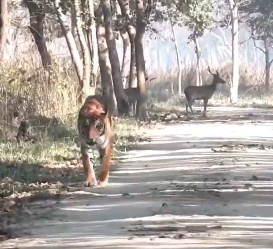 Video : आगे बाघ पीछे हिरण, फिर हुआ ये...