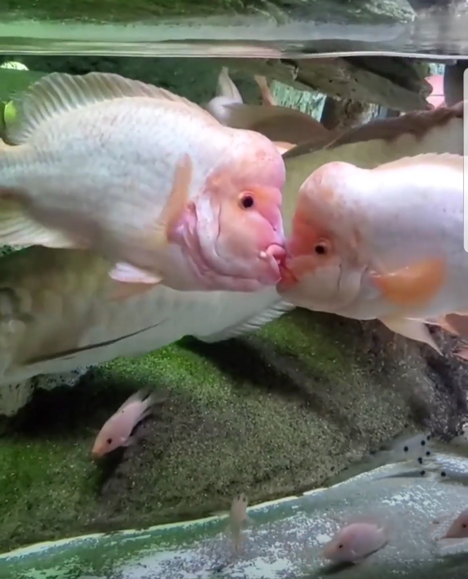 मछलियों ने किया Kiss, देखिये दुर्लभ वीडियो