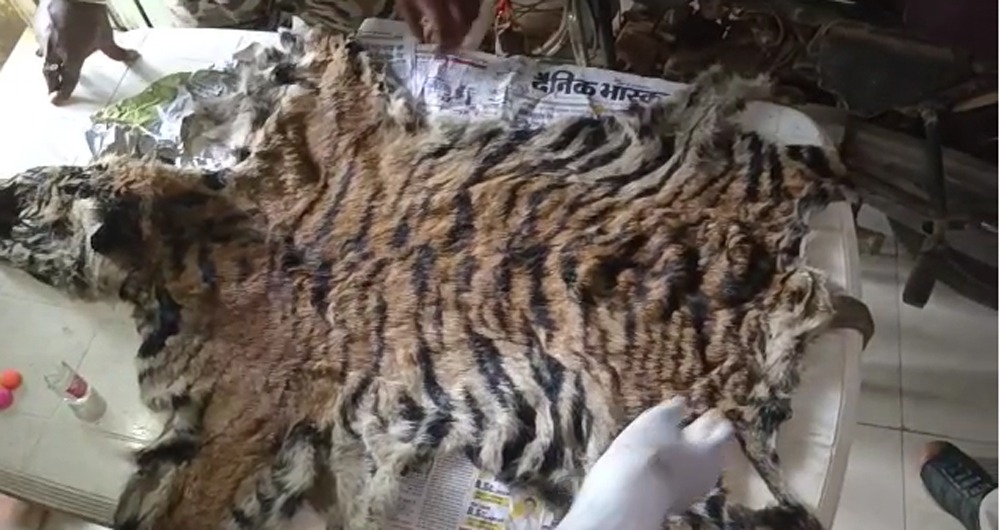 बालाघाट : झाड़ियों से वन विभाग ने की बाघ की खाल बरामद, शिकार की आशंका