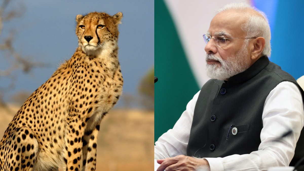 Cheetah In MP : 70 साल बाद देश में दिखेंगे चीते, जन्मदिन पर PM Modi देंगे चीता युग का तोहफा, संख्या 500 होने पर सफल होगा पुनर्व्यवस्थापन