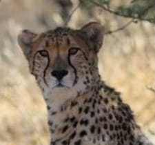 Mission Cheetah : भारत पहुंचने वाले चीतों की तस्वीर जारी, कूनो नेशनल पार्क में अपने जन्मदिन पर पीएम मोदी छोड़ेंगे