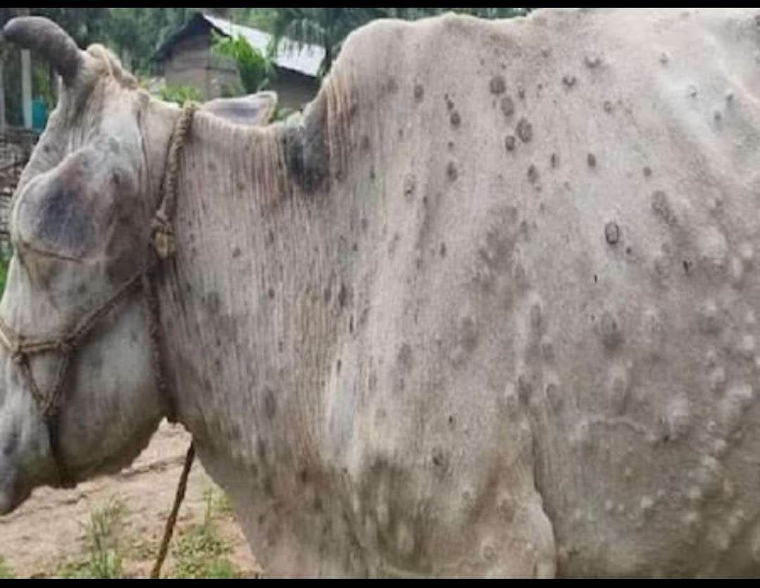 Neemuch News : ग्राम जाट में लंपी वायरस से 1 गाय की मौत के बाद भी नहीं जागा जिला प्रशासन