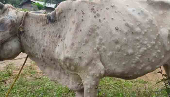 लंपी बीमारी के चलते जिले में पशु हाट बाजार पर बालाघाट कलेक्टर ने लगाया प्रतिबंध