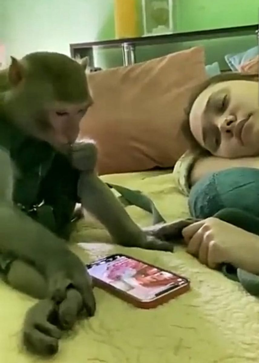 नेटीजन मंकी, मोबाइल चलाते बंदर को देख रह जाएंगे हैरान