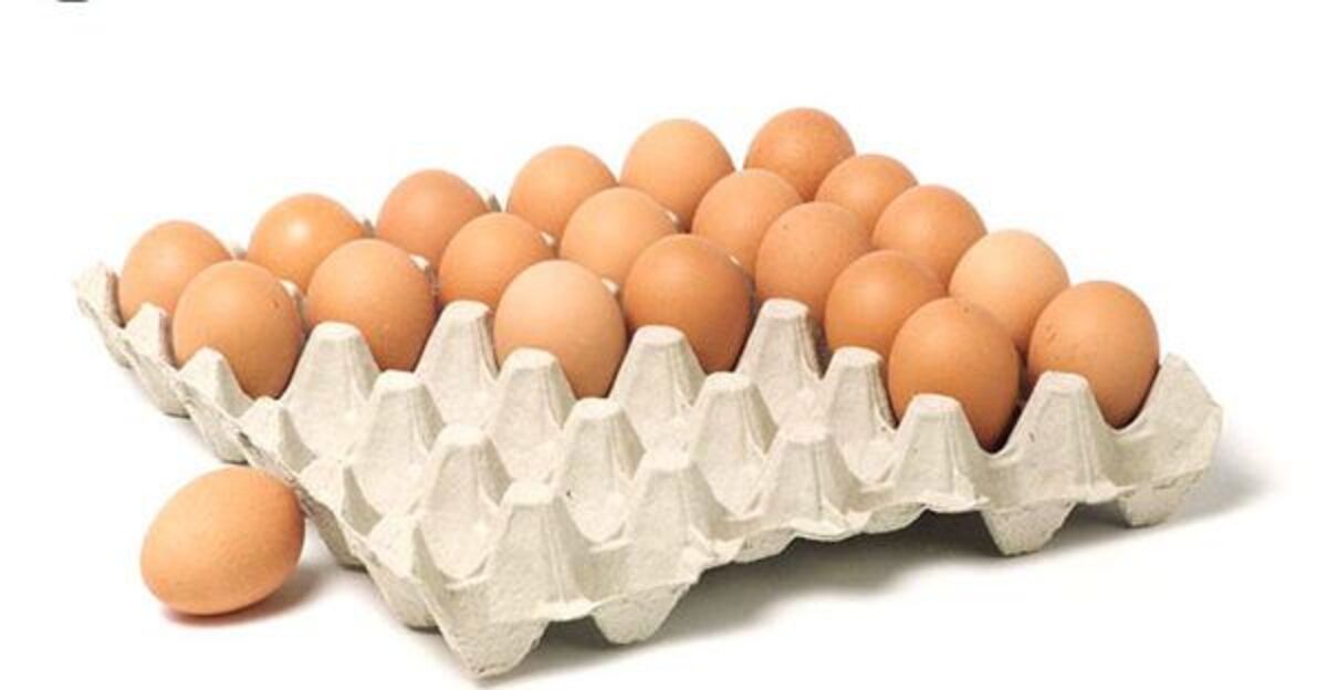 Business Idea: रद्दी कागज और कार्डबोर्ड से शुरू करें अंडे के Tray का बिजनेस, पॉकेट में आयेगी मोटी रकम