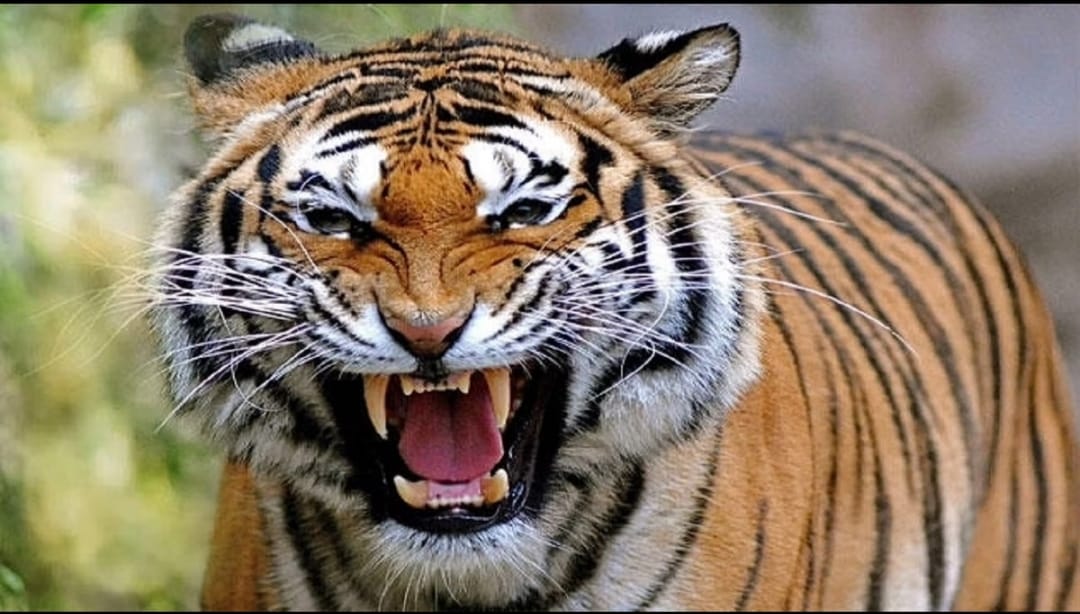 बांधवगढ़ टाइगर रिजर्व से निकले बाघ ने 15 महीने के मासूम पर किया हमला, मां ने जबड़े से खींचकर बचाई बेटे की जान