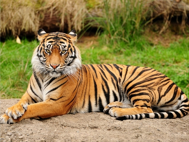 भोपाल : मैनिट में नहीं टला खतरा, फिर फैली दहशत, एक और बाघ की मौजूदगी ने बढ़ाई चिंता