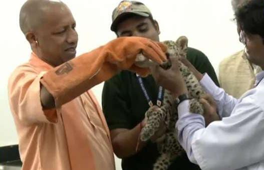 CM Yogi ने तेंदुए के बच्चे को हाथों से पिलाया दूध, वीडियो में नजर आया पशु प्रेम