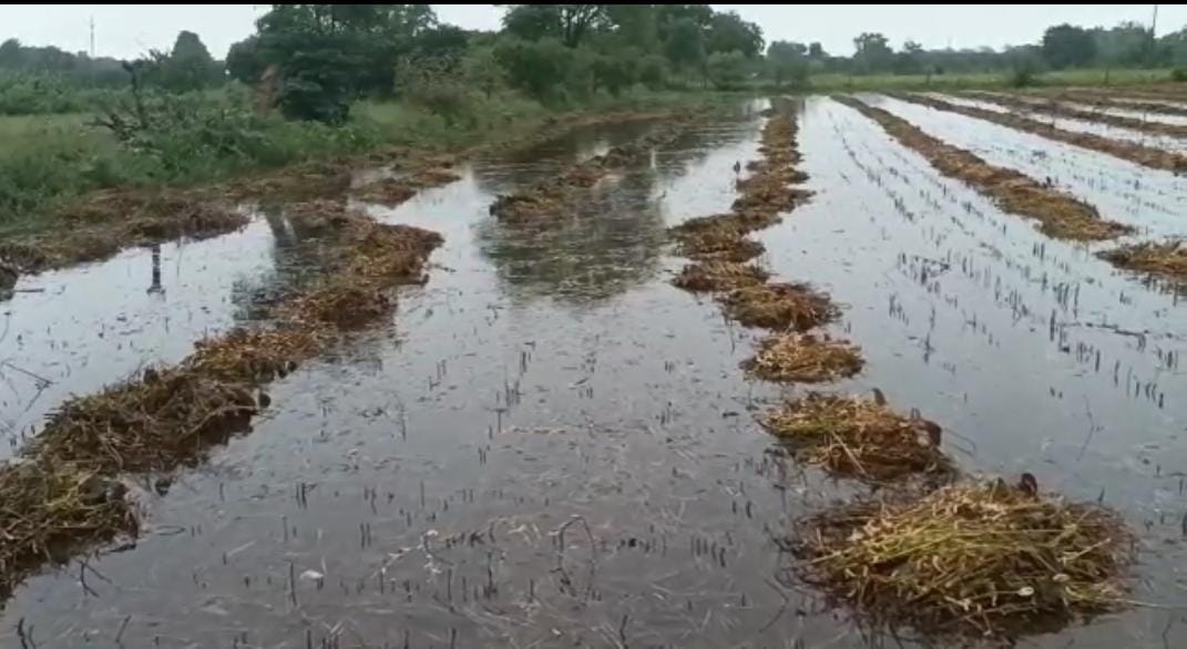 बारिश बनी किसानों के लिए मुसीबत, फसल हुई खराब, अब सरकार से मदद की उम्मीद