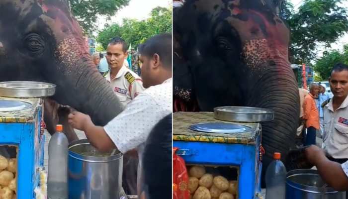 Shocking Video: हाथी का चौका देने वाला वीडियो आया सामने, दुकान पर जाकर खाएं गोलगप्पे