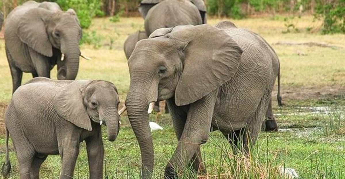 मध्यप्रदेश में अब जल्द लाए जायेगें हाथी, करेंगे वन्यप्राणियों की सुरक्षा