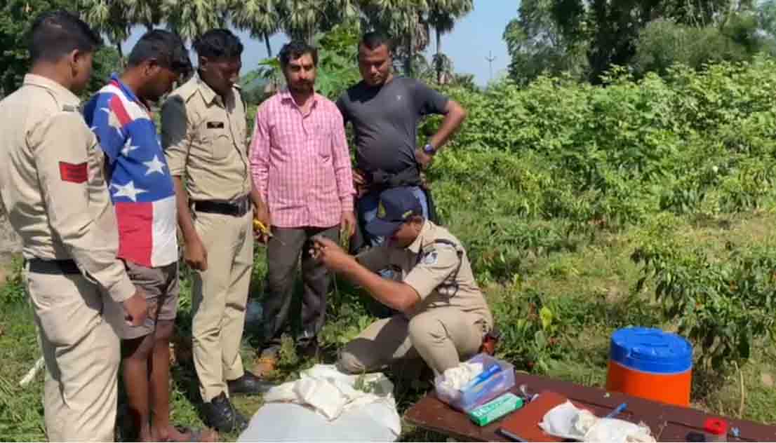Dhar पुलिस ने अवैध गांजे की खेती पकड़ी, आरोपी गिरफ्तार