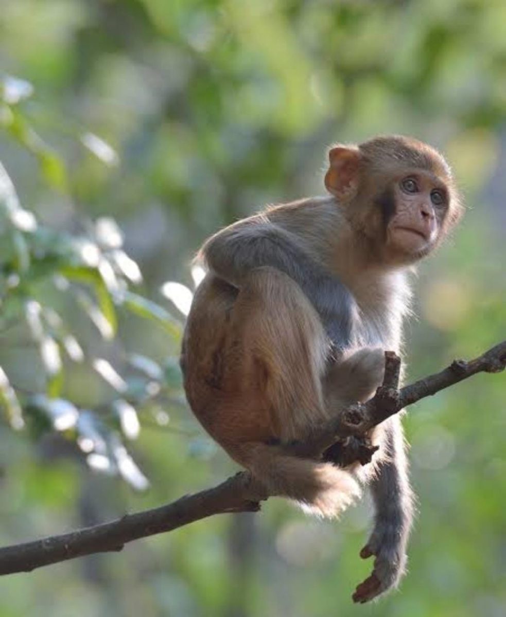 जबलपुर : ग्वारीघाट इलाके में बंदरों की मौत, जहर देकर मारने की आशंका