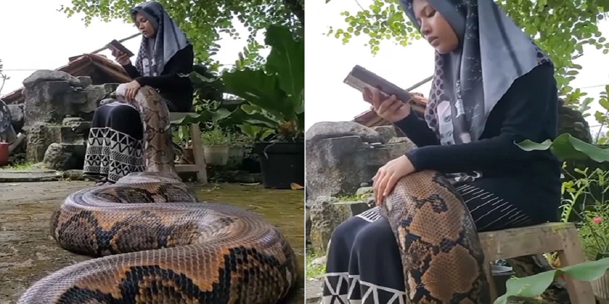 Snake Viral Video: किताब पढ़ने में व्यस्त लड़की ने इस जहरीले सांप को गोद में बच्चे की तरह सहलाया, देखें वीडियो