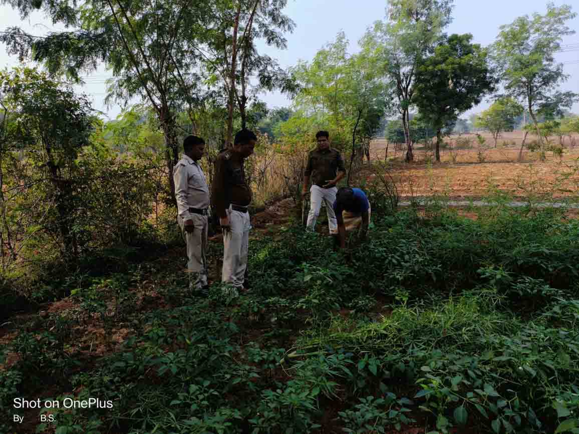 Shivpuri : पुलिस ने अवैध गांजे की खेती पकड़ी, 33 किलो गांजा जब्त