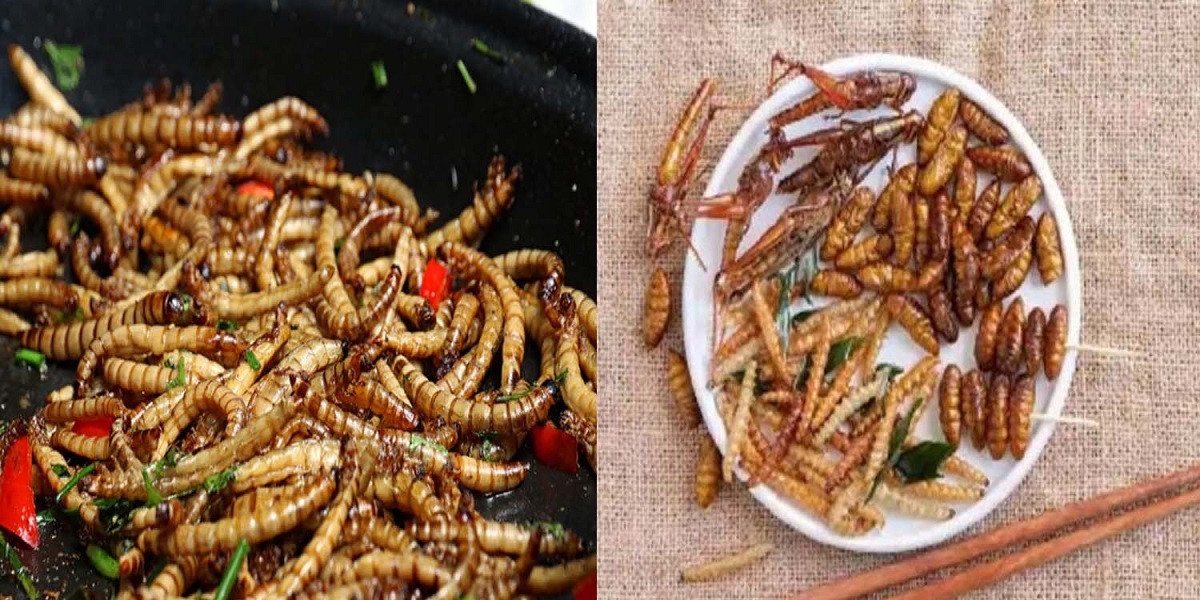 Insects as Food: ये महिला खाने में रोज खाती हैं चींटियां और झींगुर, कीड़े-मकोड़े को बताया फेवरेट फ़ूड!