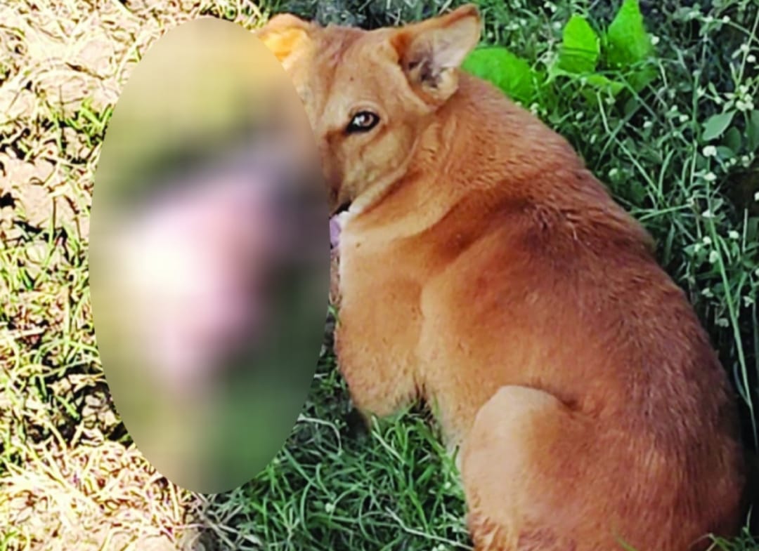 विदिशा में मृत नवजात पटरी पर फेंक रहे हैं परिजन, मानव भ्रूण ले जाता नजर आया कुत्ता