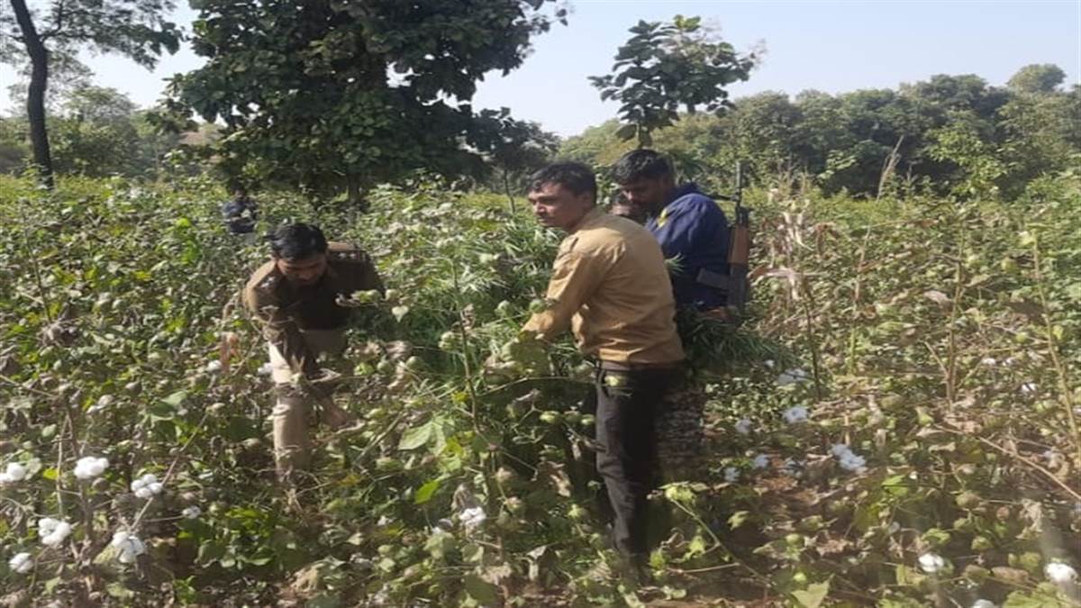 Petlawad News : पेटलावद पुलिस की बड़ी कार्रवाई, कपास के खेत से जब्त किए 50 किलो गांजे के पौधे