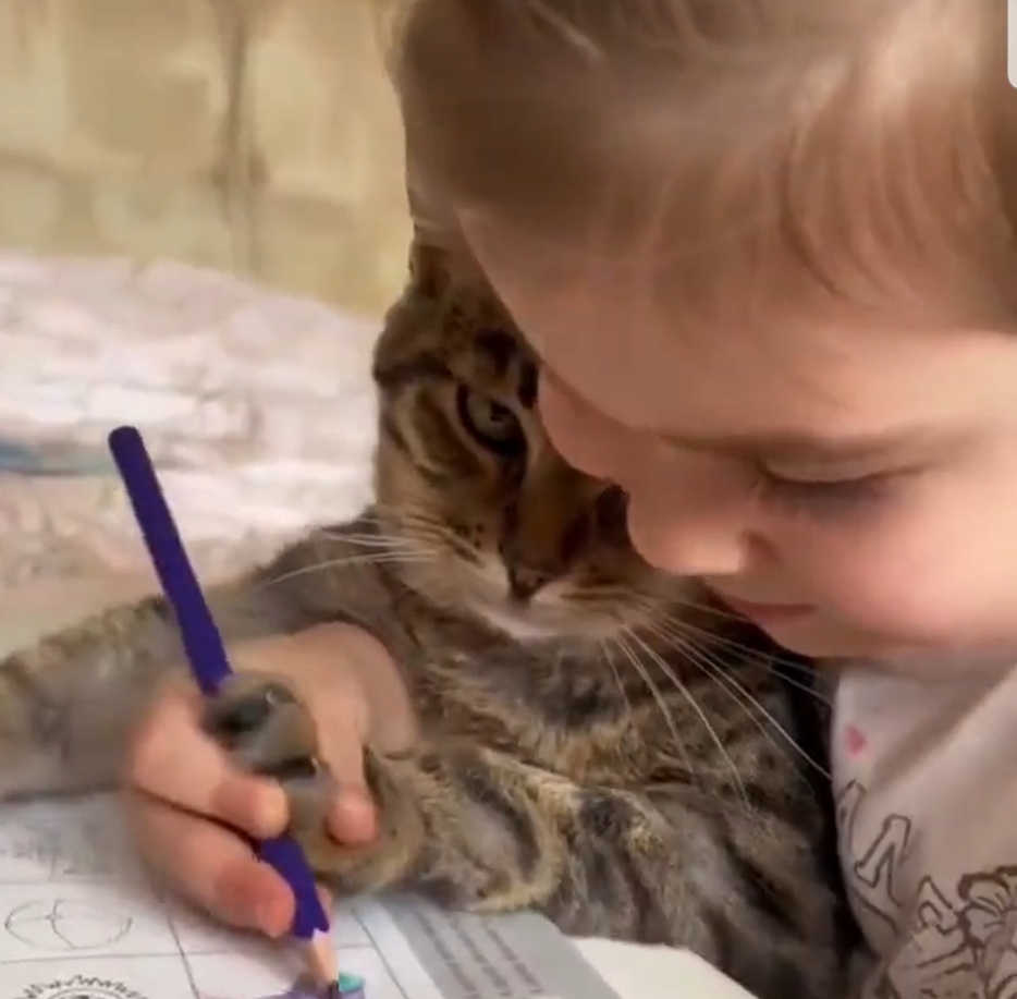 Video : बिल्ली ने पकड़ी कलर पेंसिल, एक्सप्रेशंस देखकर हो जाएंगे लोटपोट
