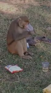 शिवपुरी में वन विभाग ने पकड़ा शराबी बंदर, लगातार लोगों पर कर रहा था हमला