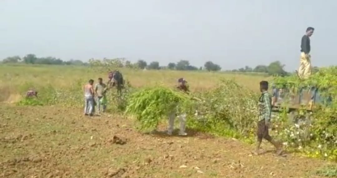 खेतों में लहलहा रही थी गांजे की फसल, 53 लाख रुपये के 1400 पौधे जब्त, आरोपी गिरफ्तार
