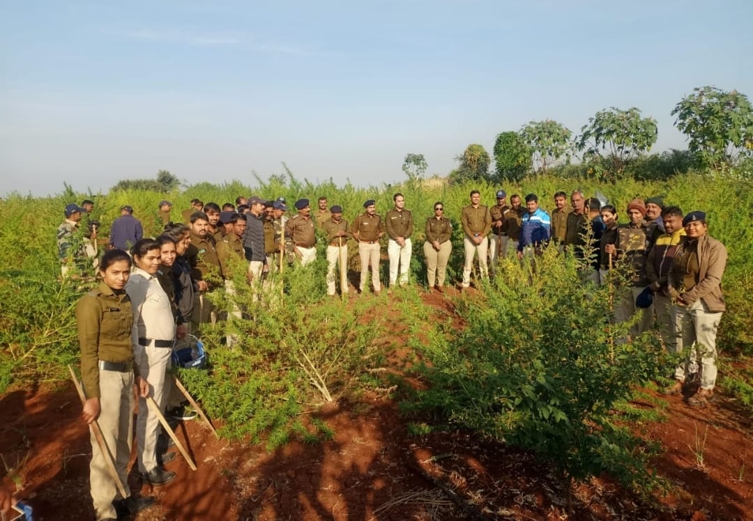 खेतों में लहलहा रही थी गांजे और अफीम की खेती, पुलिस ने 11000 से ज्यादा पौधे जब्त