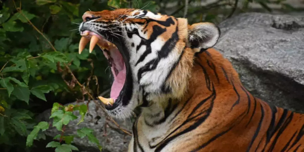 Seoni Tiger Attack: सिवनी से अपने गांव जा रहे युवक पर बाघ ने किया हमला, मौके पर हुई मौत