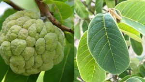 Custard Apple, Sitaphal Benefits