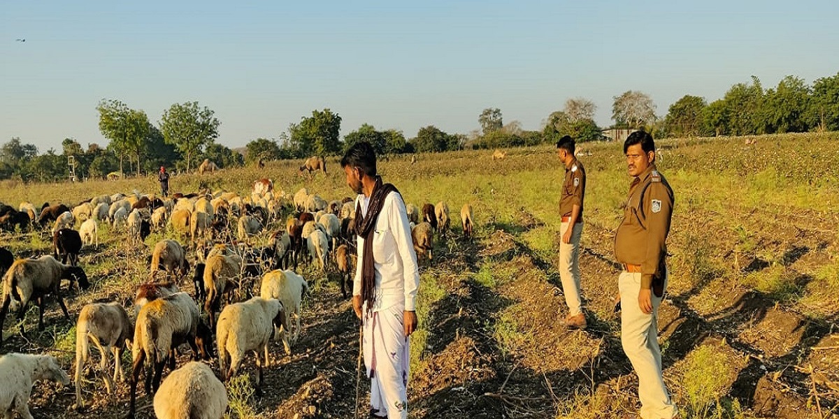 Khargone News: खरगोन में अज्ञात चोरों ने खेत से चुराए 70 भेड़, मामले की जांच में जुटी पुलिस