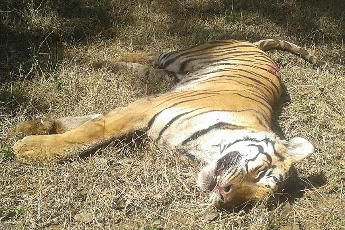 Seoni News: सिवनी में करंट की चपेट में आने से बाघ की मौत, NTCA की गाइड लाइन के तहत किया गया पोस्टमॉर्टम