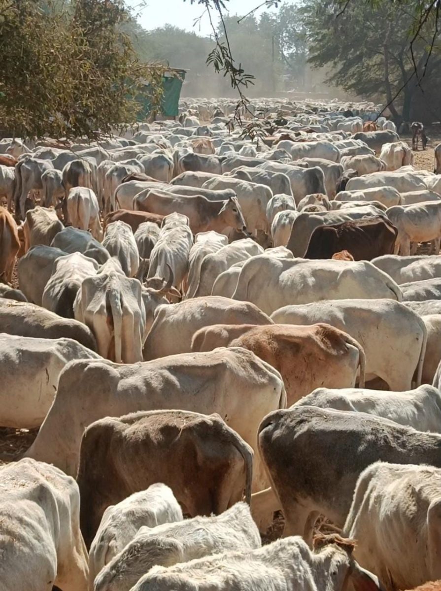 मध्यप्रदेश के राजगढ़ की श्रीकृष्ण गौशाला में ठंड की वजह से दो दिन में 20 गाय और बछड़ो की मौत
