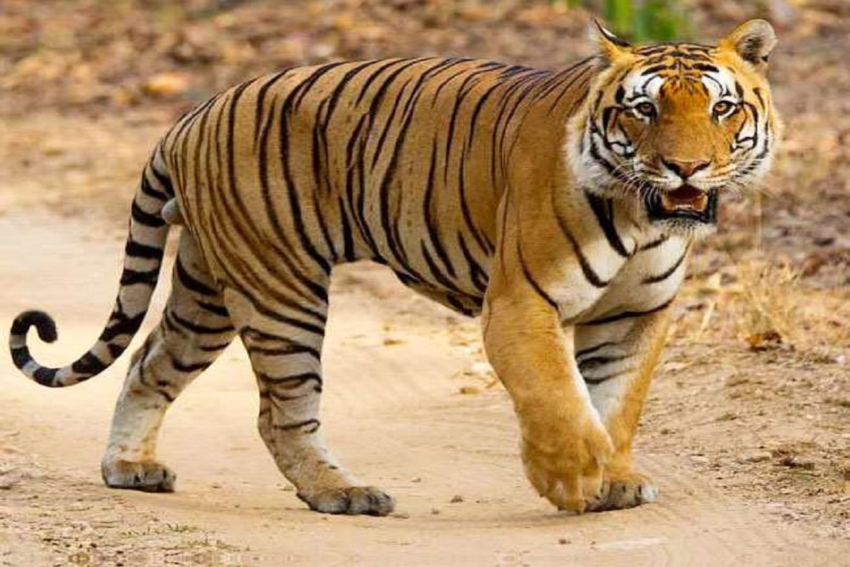 Seoni News: सिवनी जिले में बाघ दिखने से मचा हड़कंप, लोगों को दी गई सतर्क रहने की सलाह