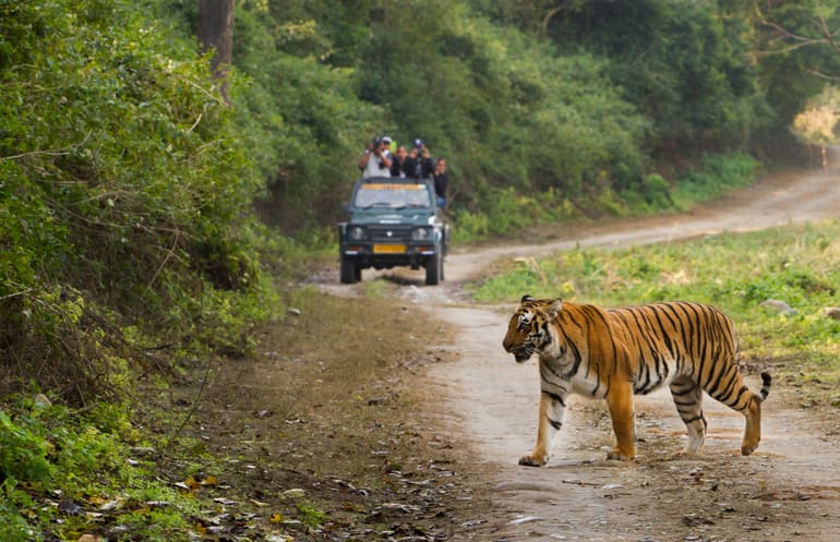 Walking Safari