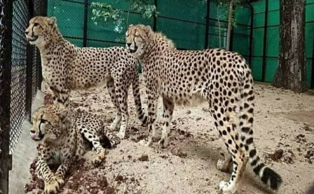 Cheetah in MP : बढ़ेगा कुनबा, दक्षिण अफ्रीका से 18 फरवरी को आएंगे 12 चीते, कूनो नेशनल पार्क में तैयारी तेज, ड्रोन से निगरानी