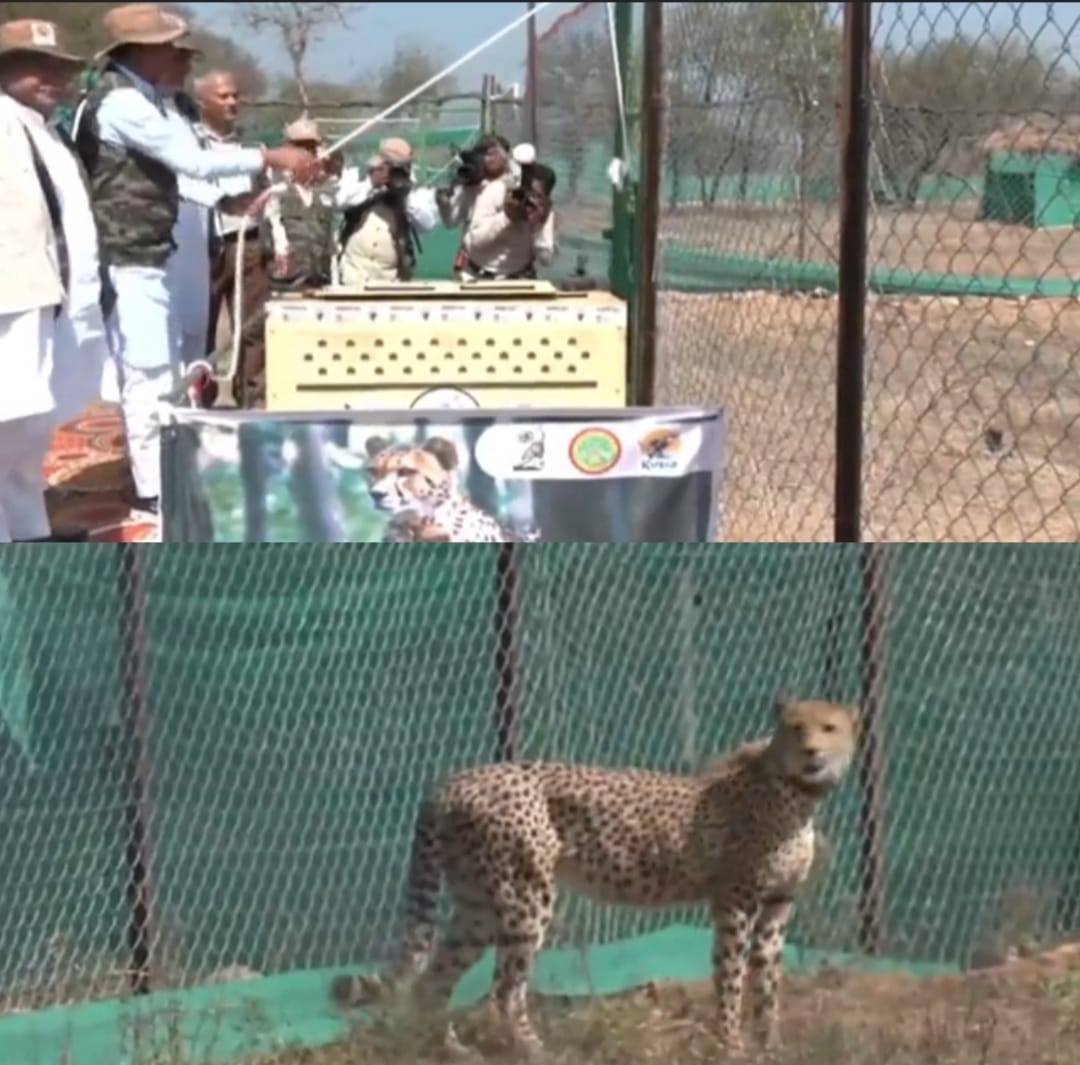Cheetah In MP : बढ़ा चीतों का कुनबा, सीएम शिवराज ने 12 चीतों को कूनो नेशनल पार्क में छोड़ा